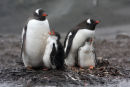 Gentoo Penguin Family
South Shetland Islands